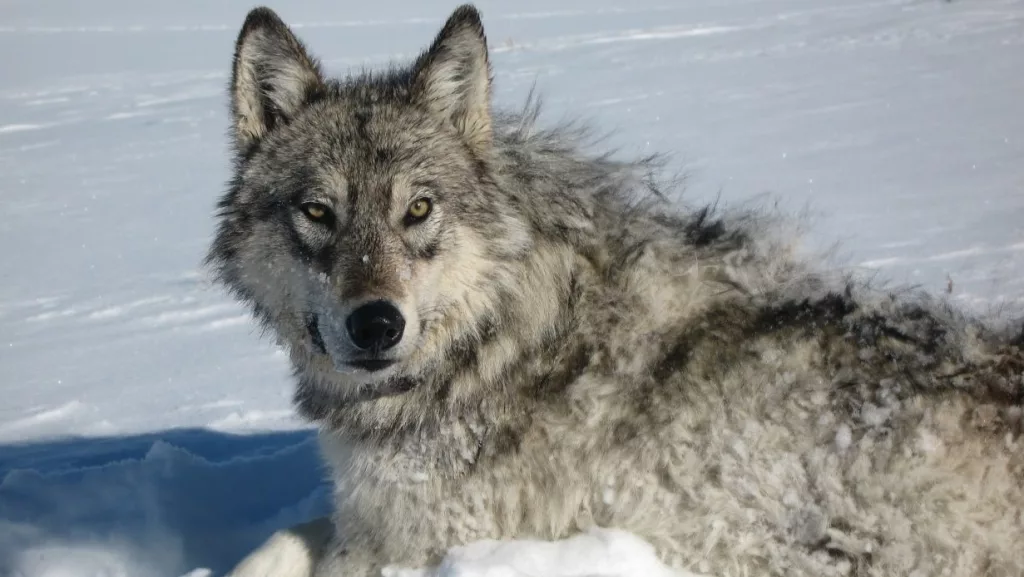 CPW sends update on wolf sightings since 2004, and more on the map ...