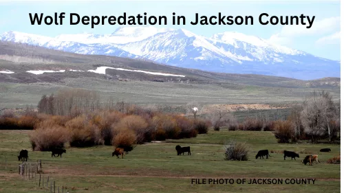 jackson-county-wolf-depredation