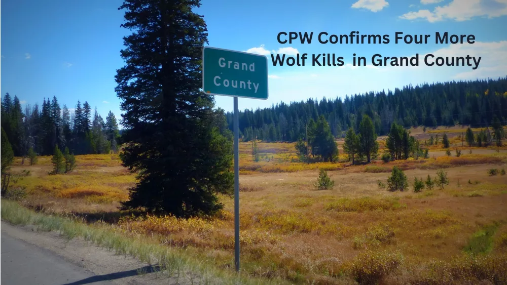wolf-kills-grand-county