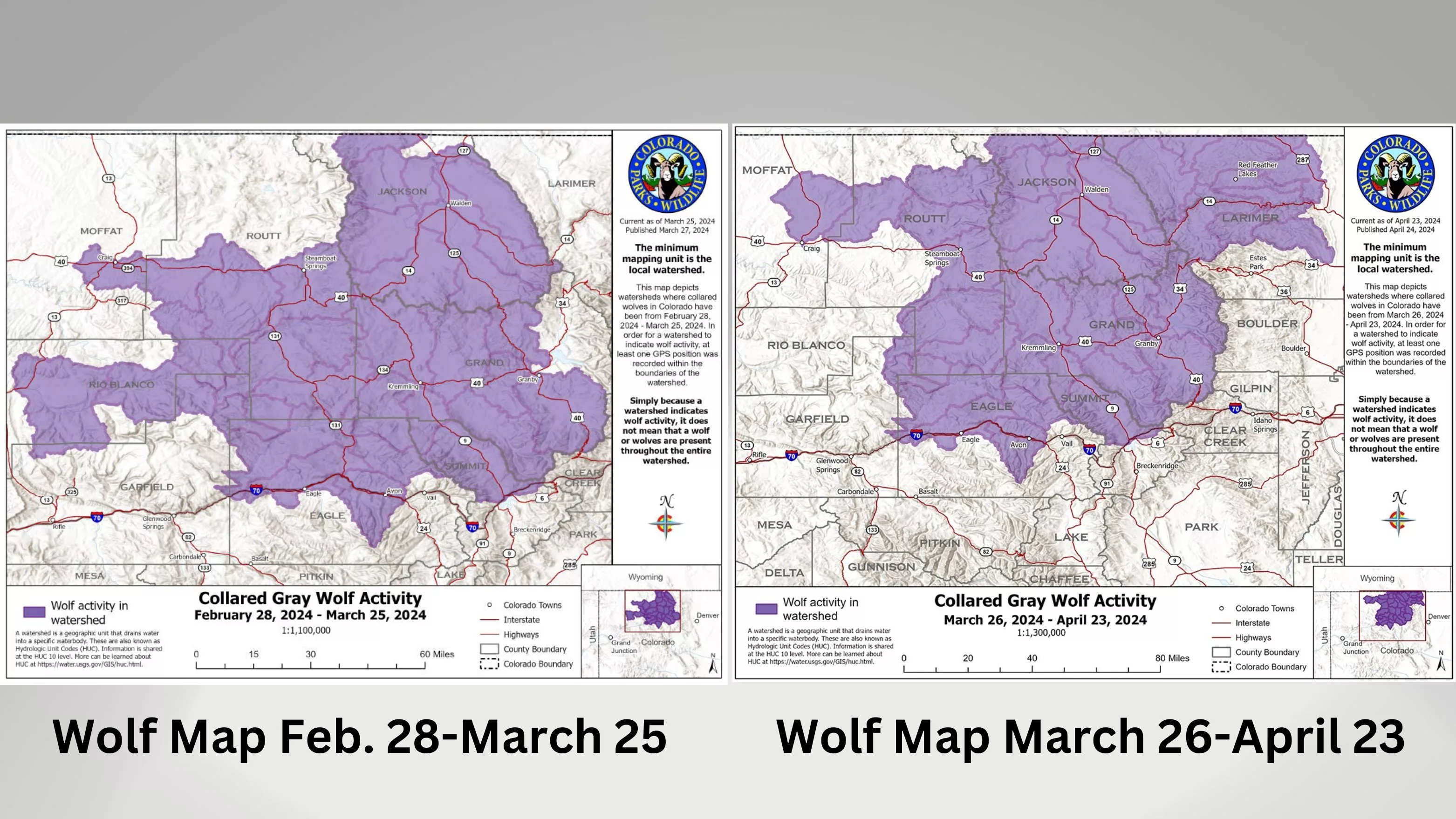 Collared Gray Wolf Activity Map Released for April | Steamboat Radio