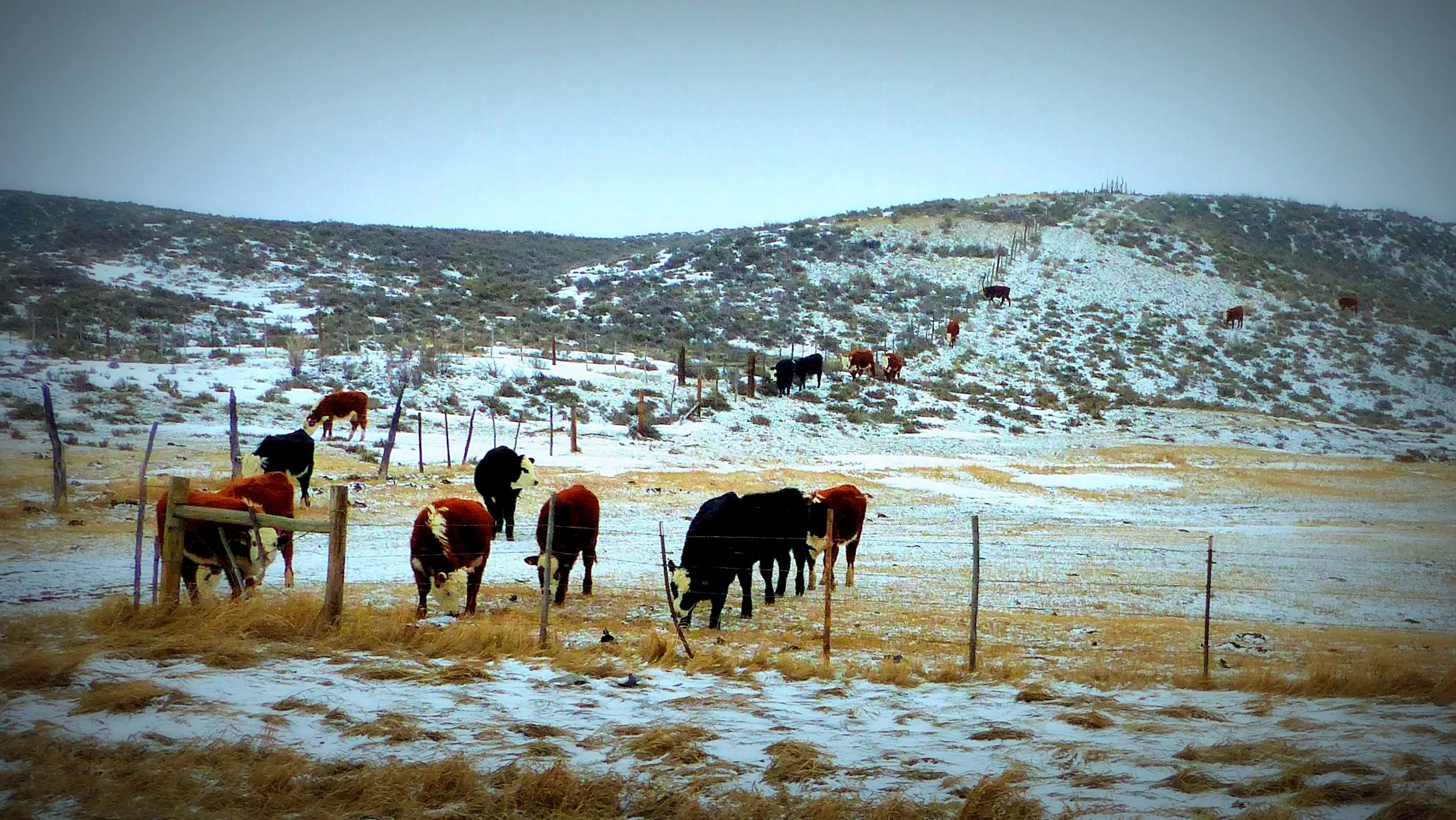 cows-north-of-kremmling-slider