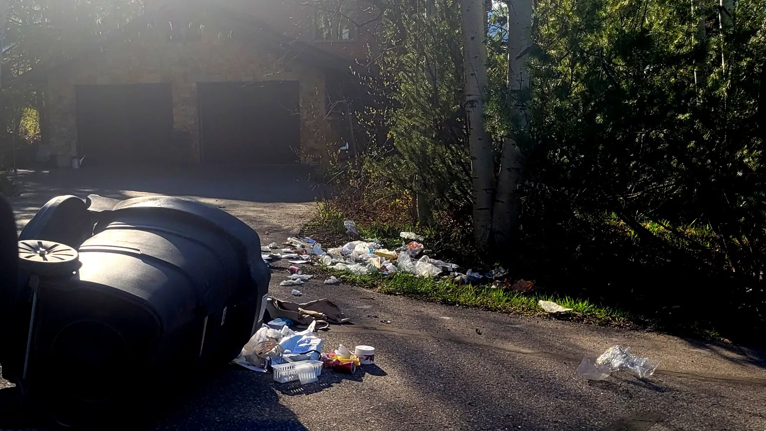 bears-and-trash-downtown-christy-bubenheim-2