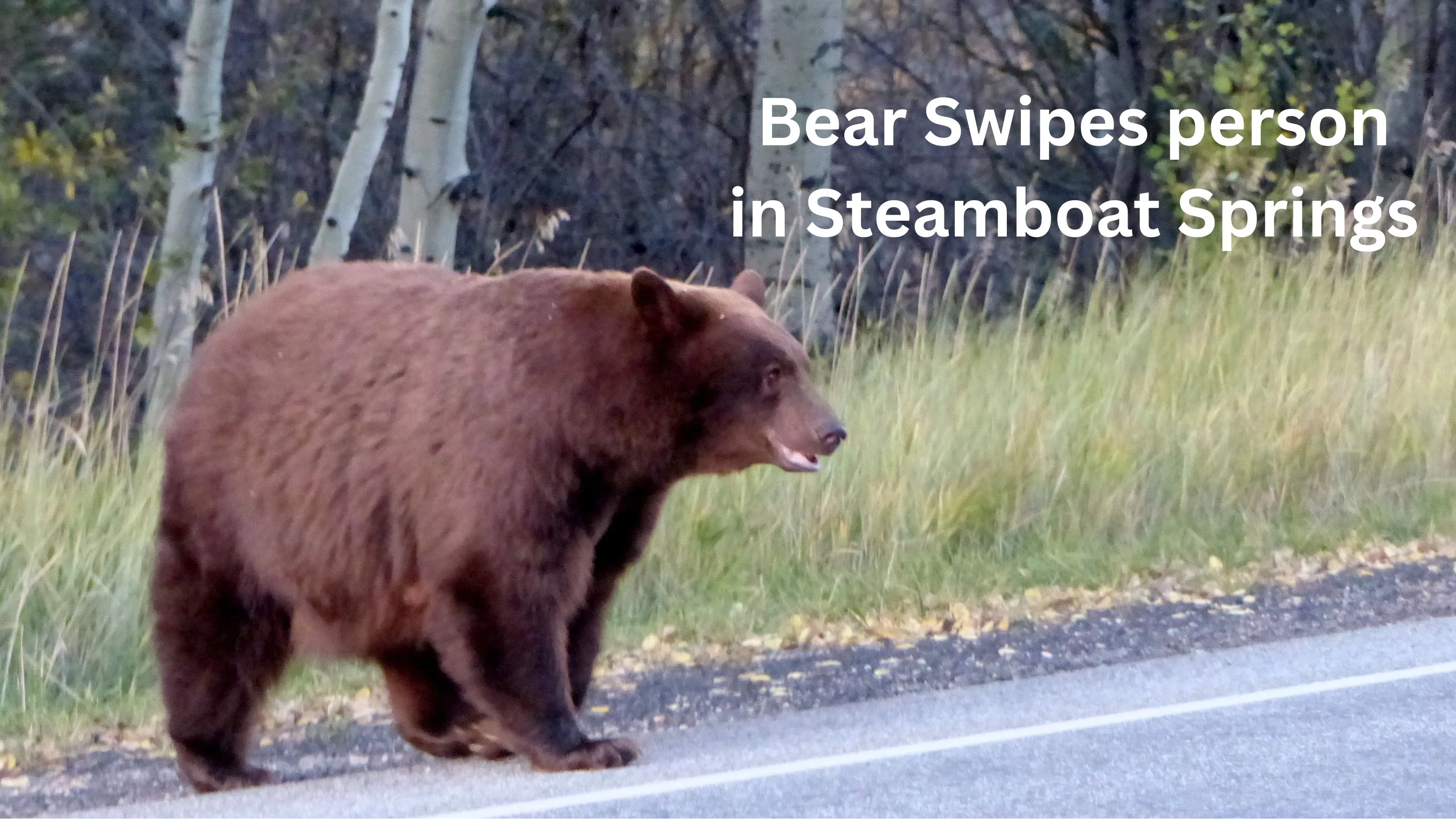 bear-attack-in-steamboat-springs-2