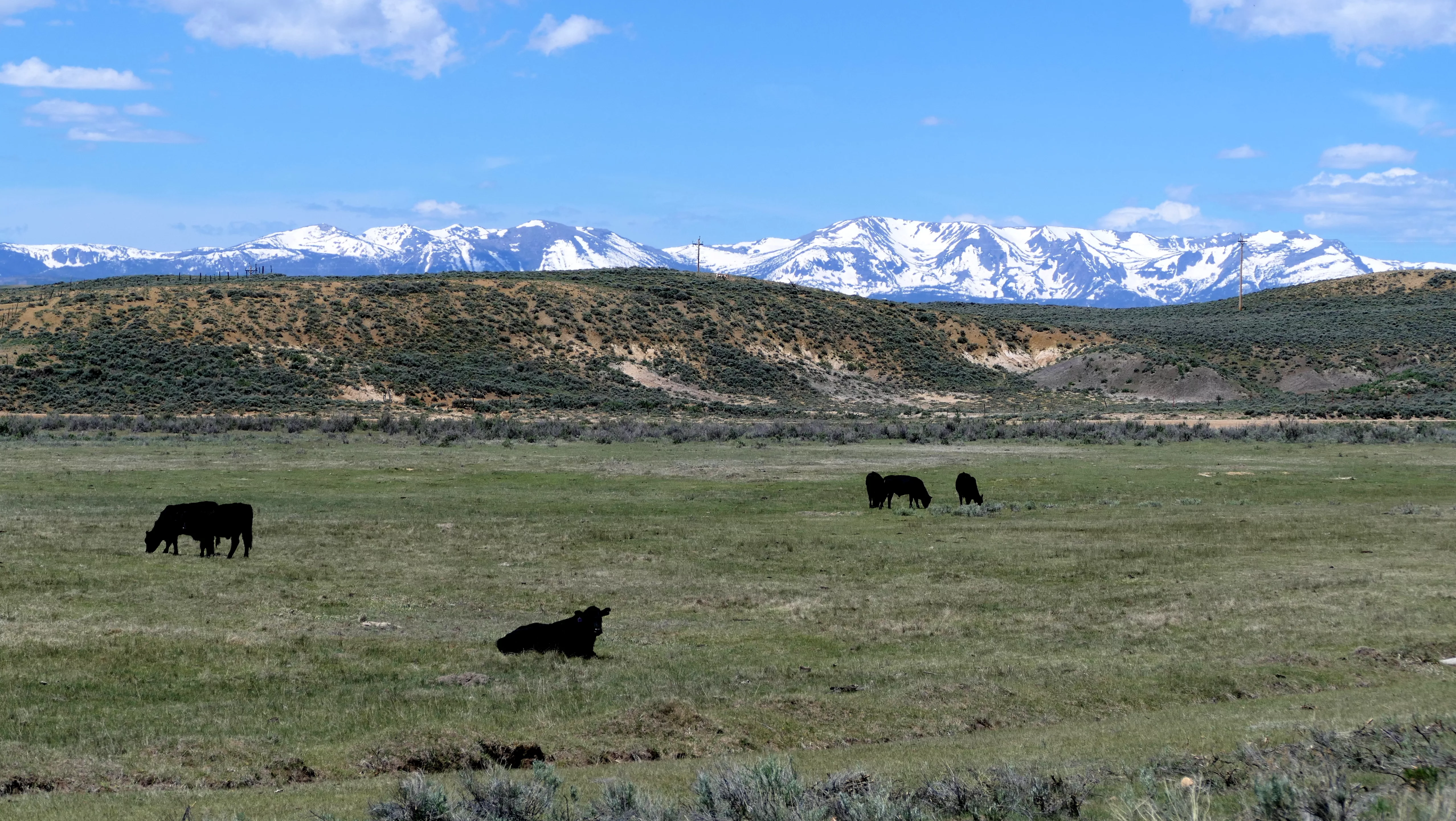 CPW confirms another wolf depredation in Jackson County this weekend |  Steamboat Radio