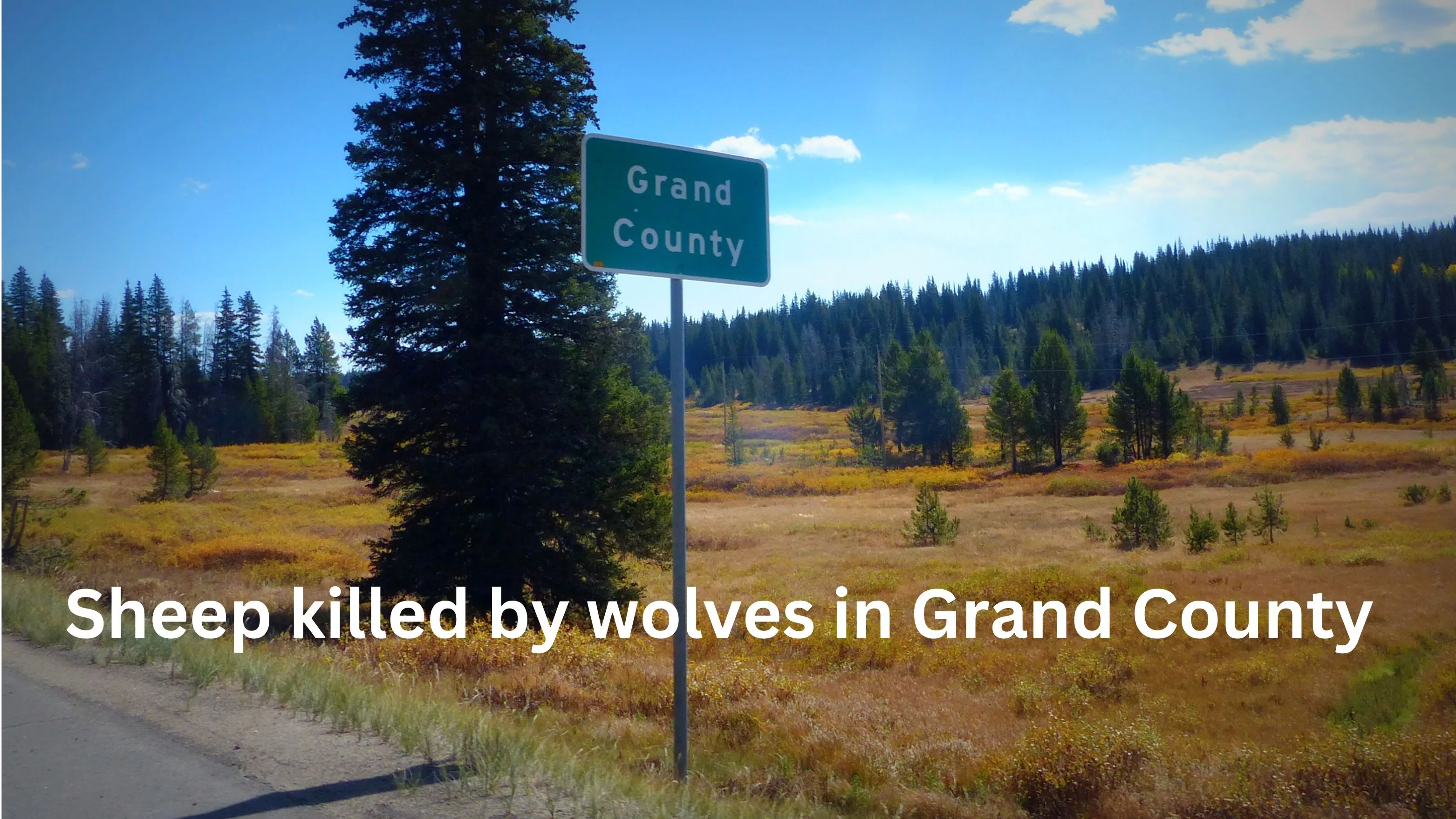 wolf-kills-sheep-grand-county