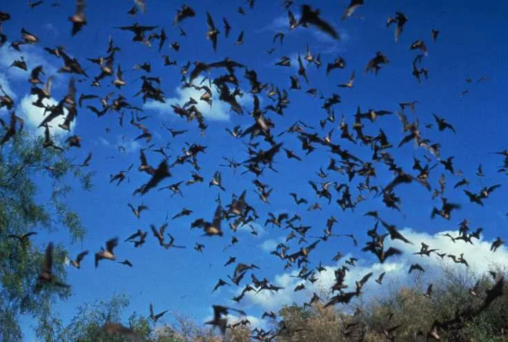 bat-slider