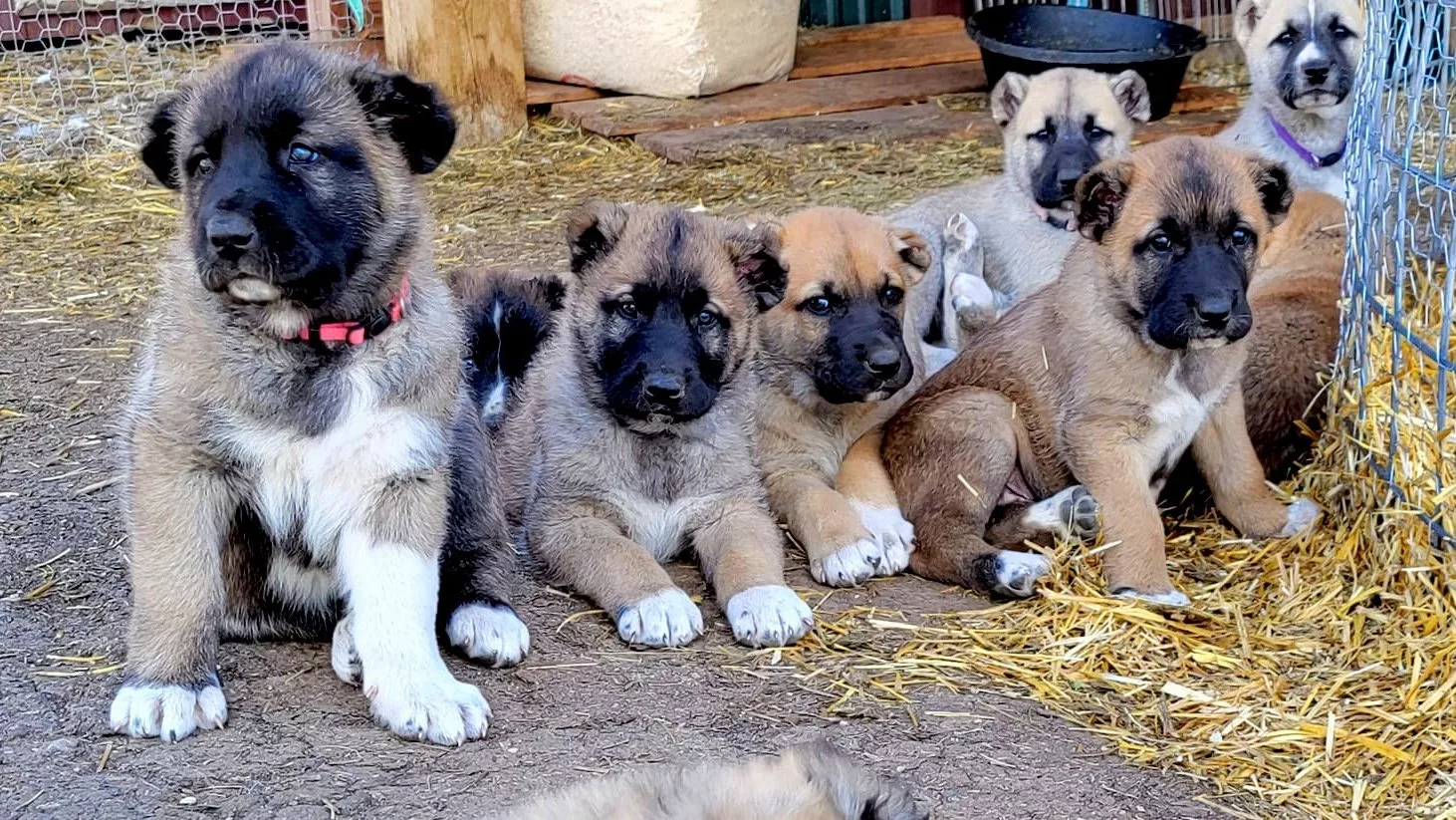 Cattle protection fashion dogs