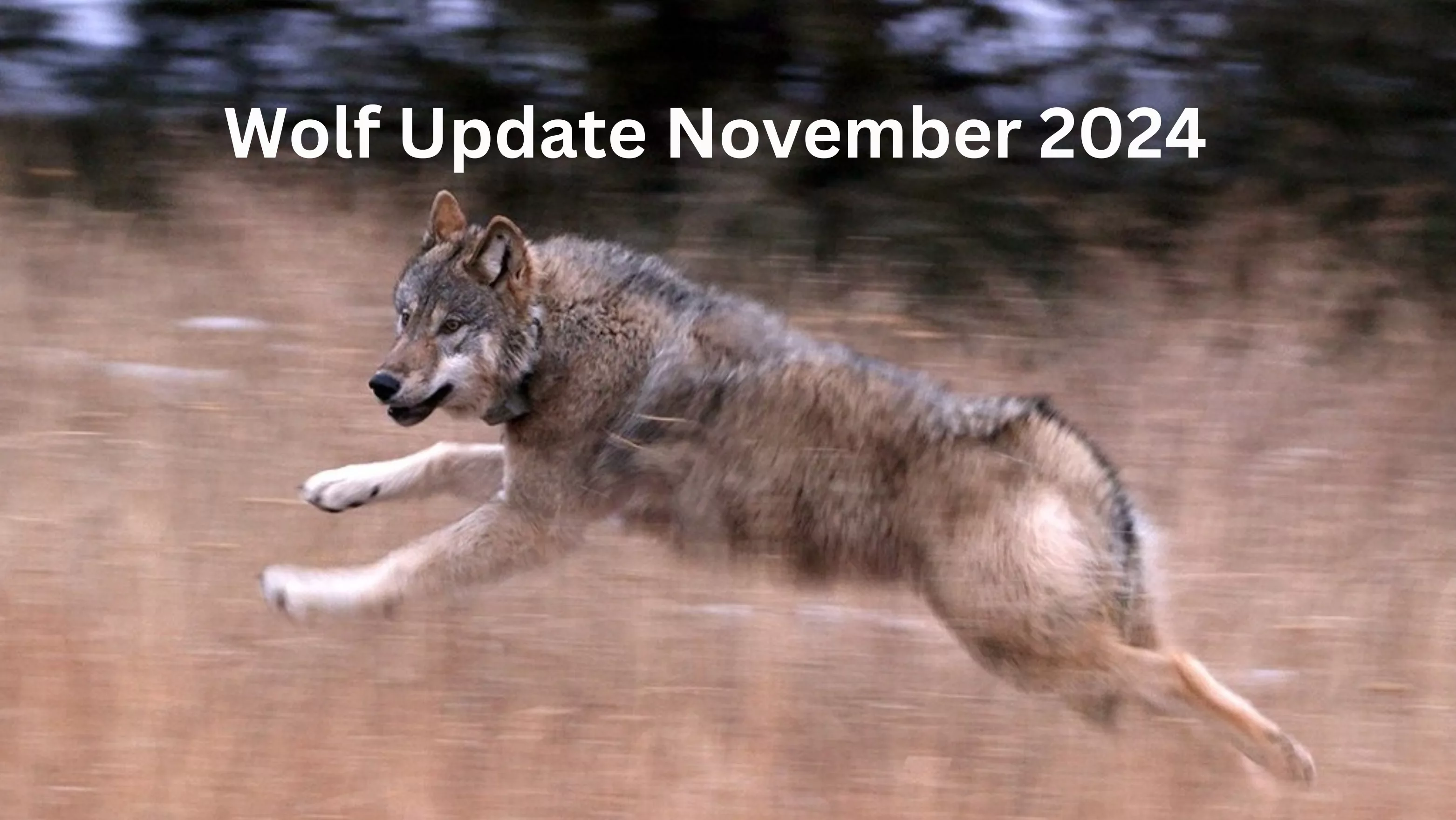 wolf-update-november-2024