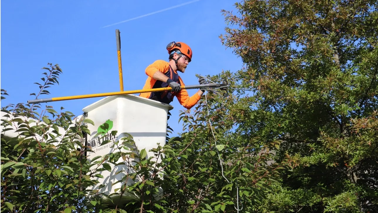 savatree-tree-worker-photo-slider