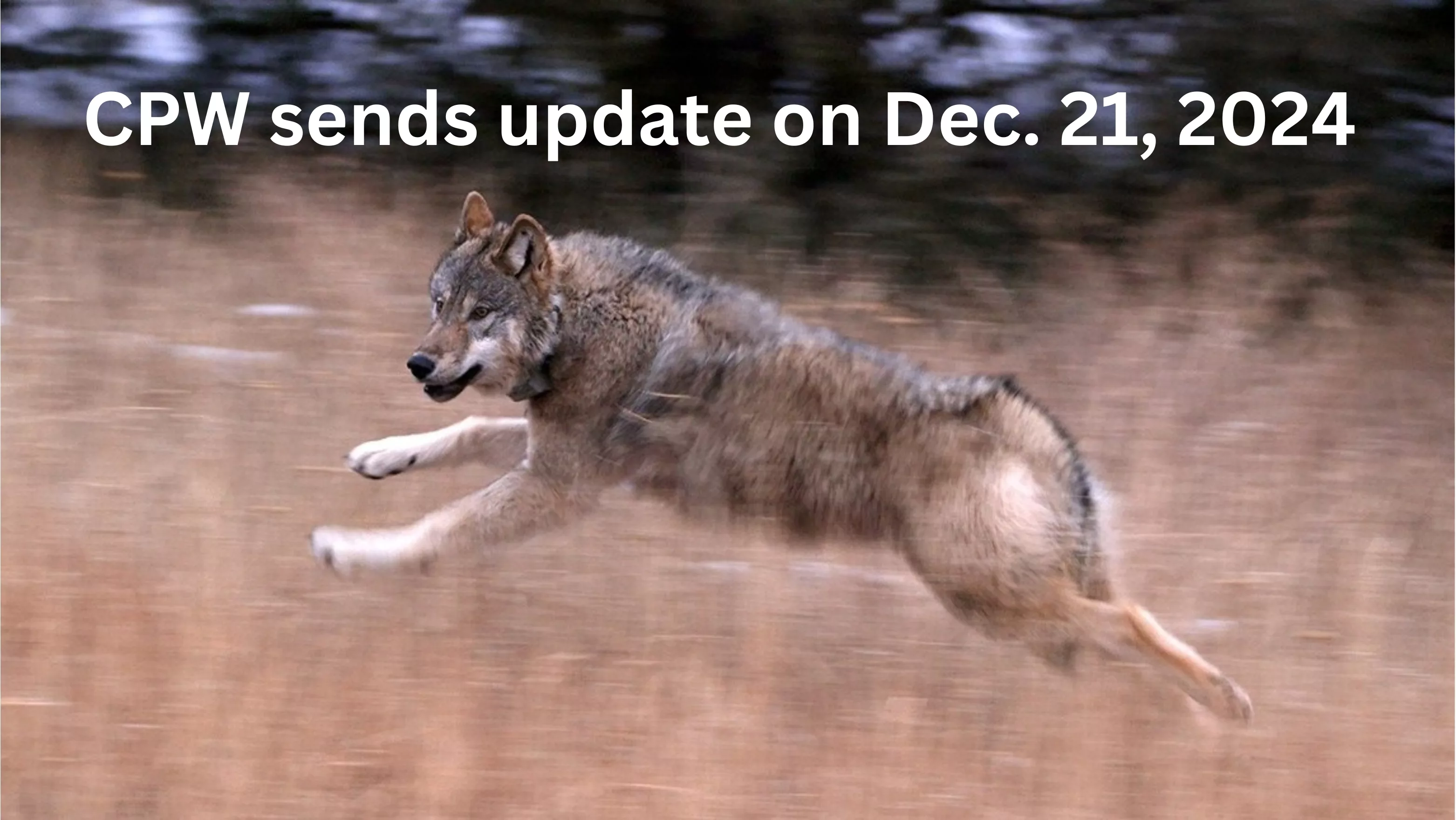 wolf-update-dec-21