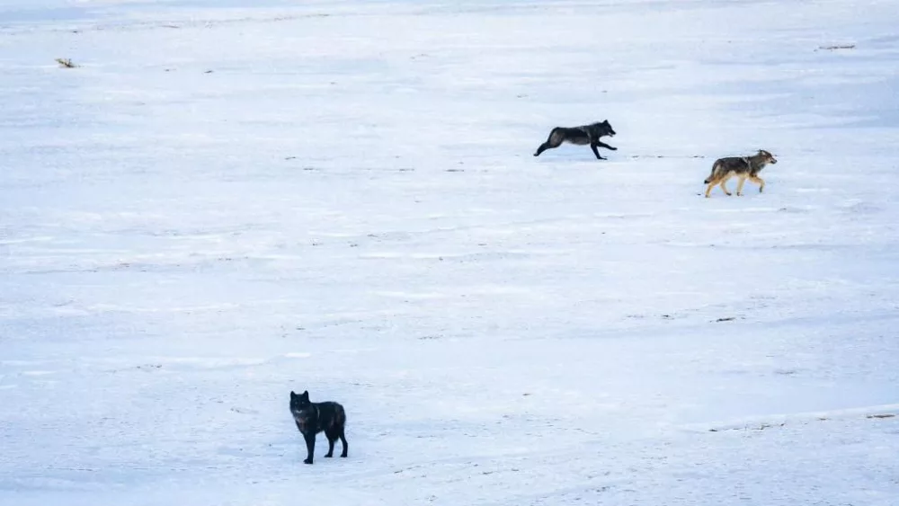 wolves-released-in-field-2025-slider