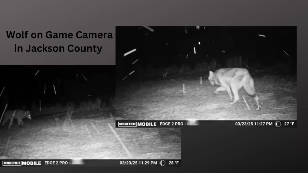 jackson-county-wolf-on-game-camera-1