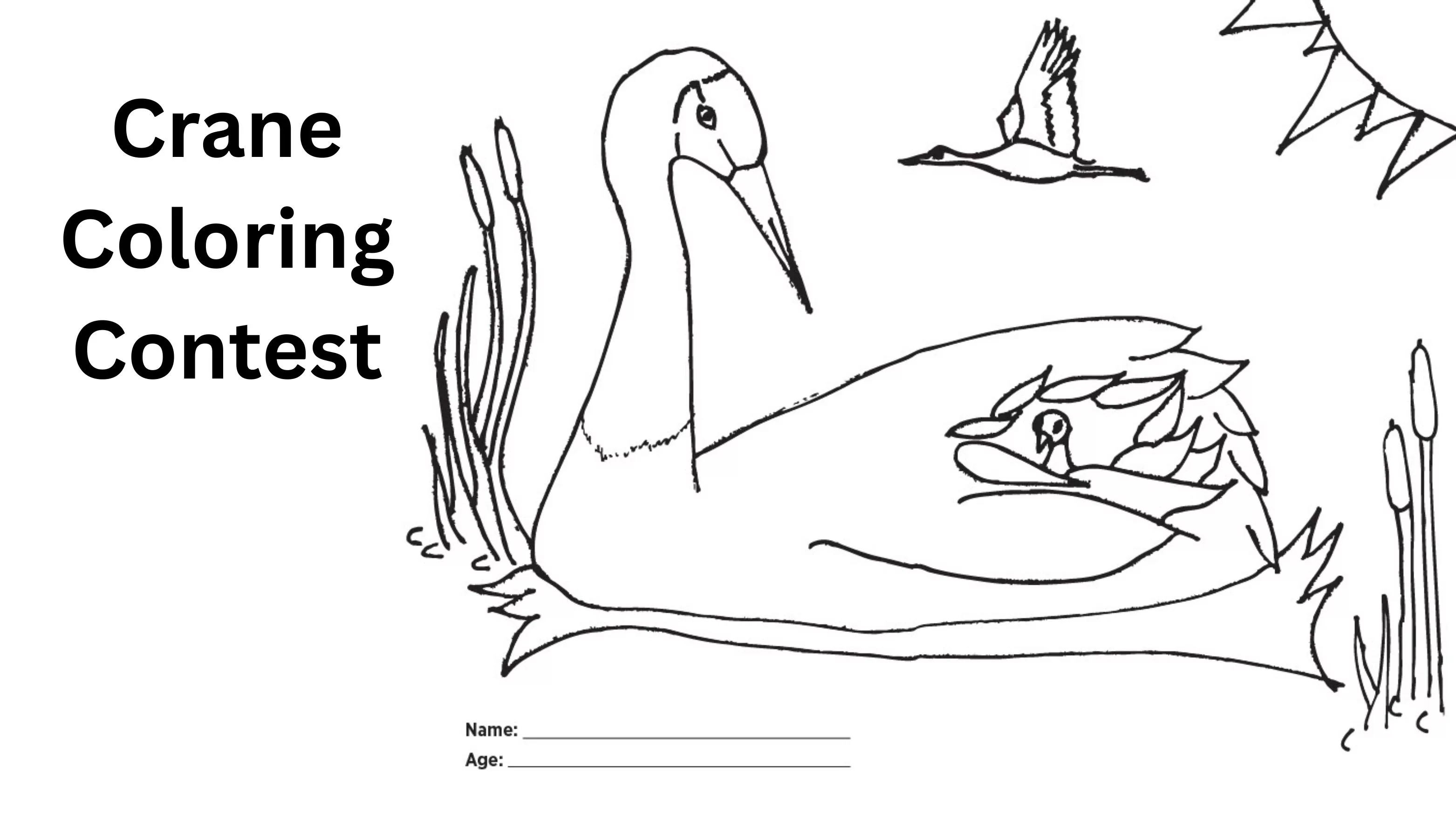 crane-coloring-contest-2025