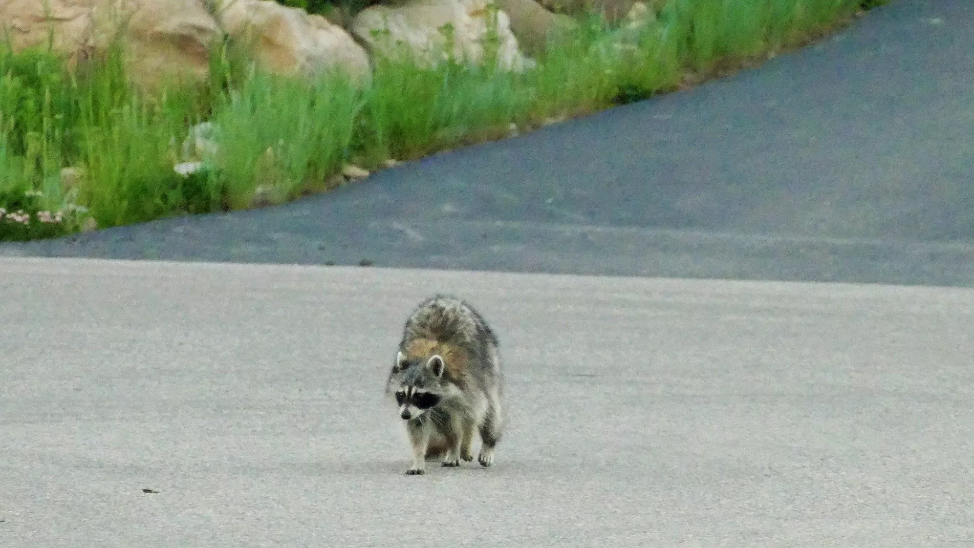 raccoon-slider