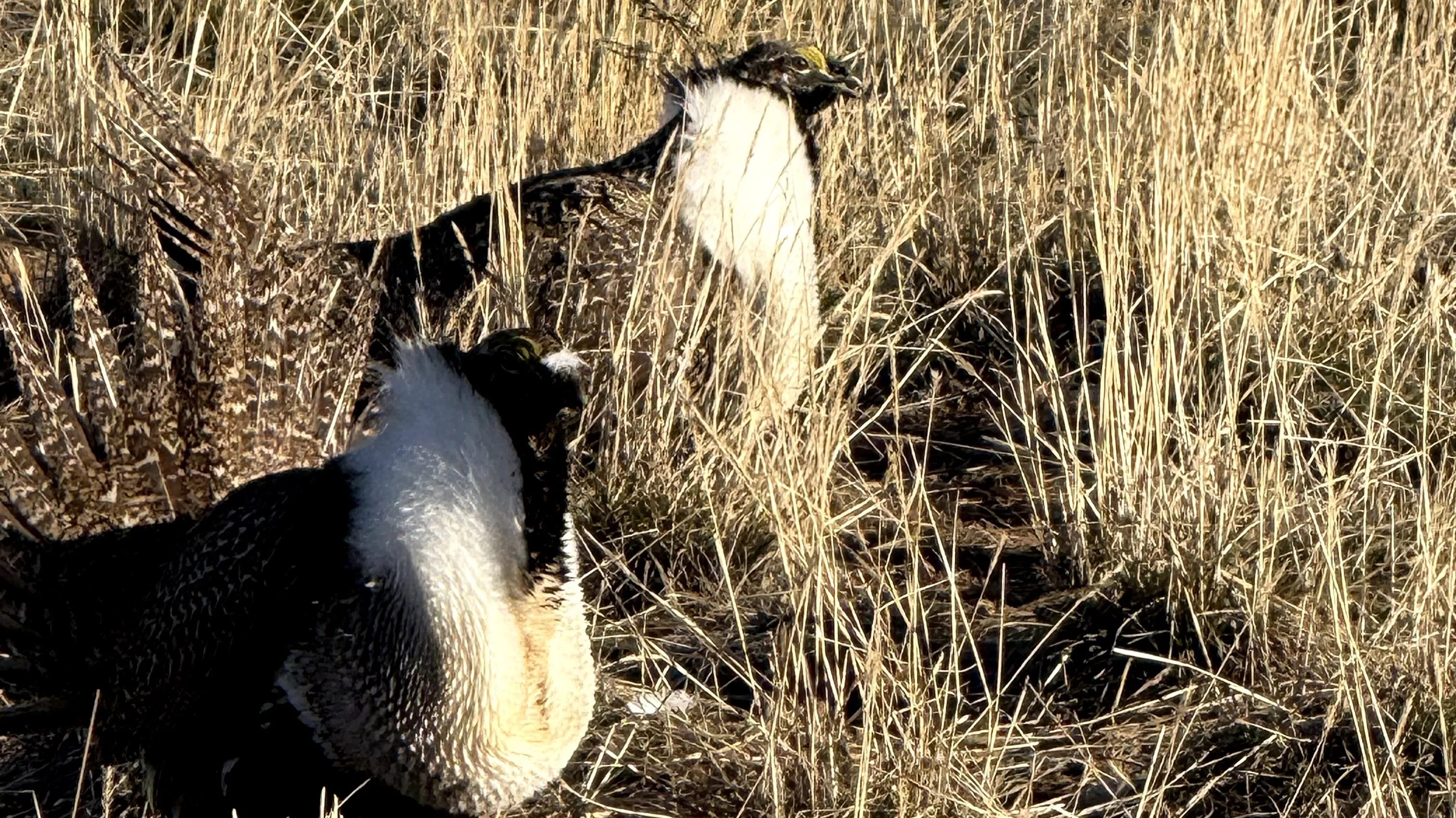 sage-grouse-from-nicky-boulger-1-slider