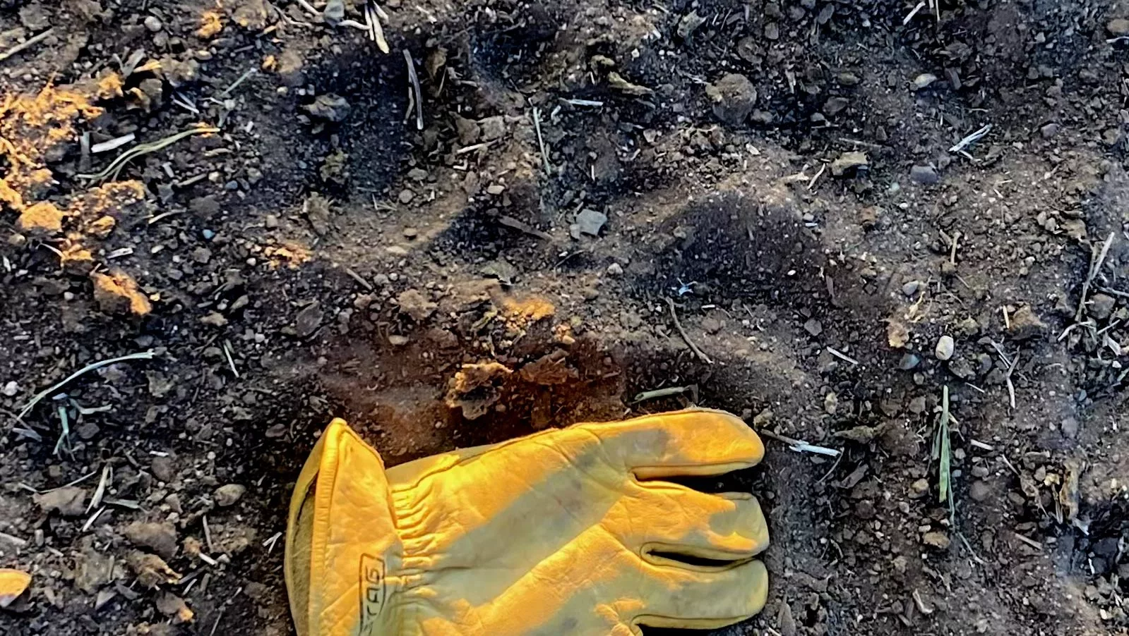 wolf-print-and-glove-from-carlos