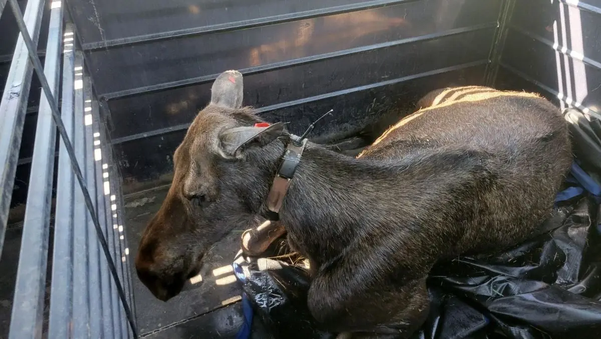 moose-relocated-river-creek-park-slider