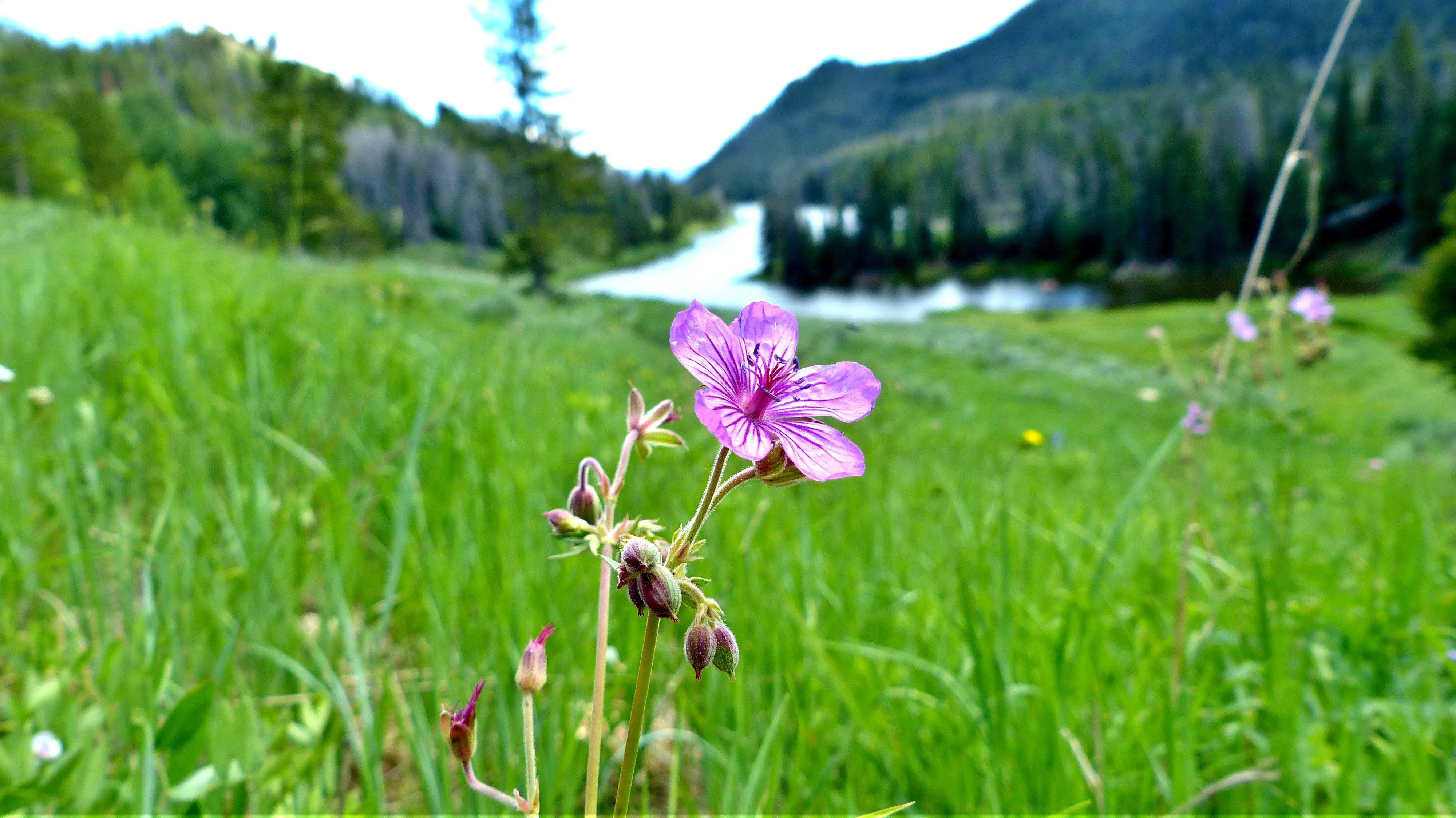 pink-flower-at-hahns-peak