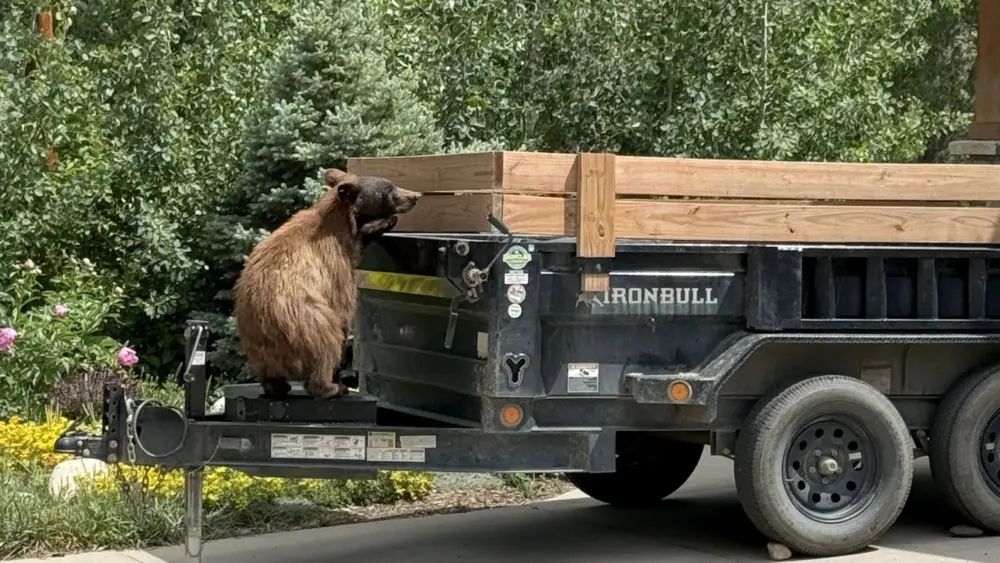 bear-downtown-from-marie-winter-3