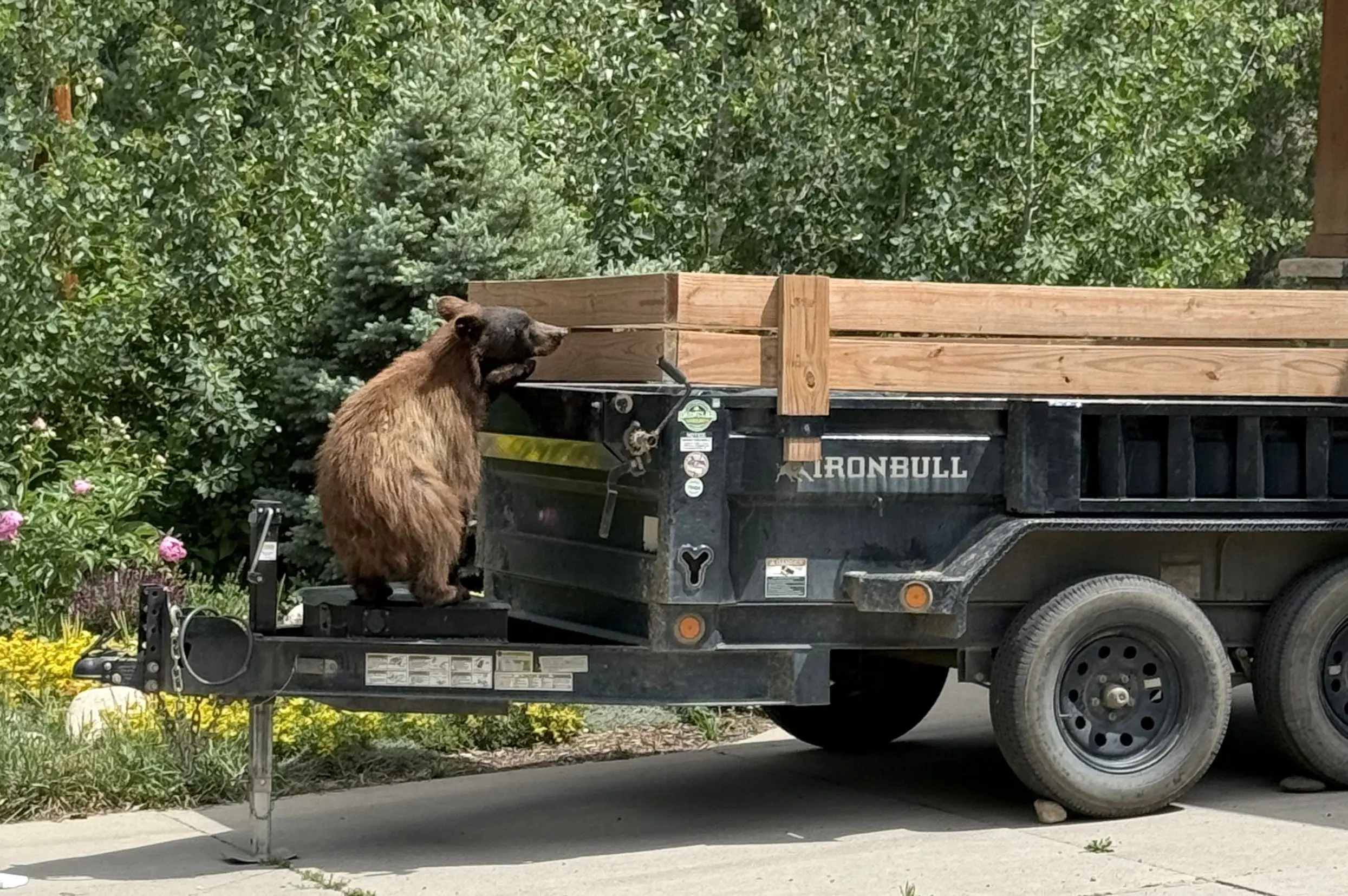 bear-downtown-from-marie-winter-3