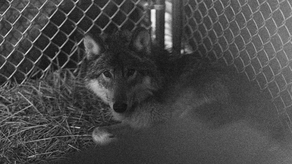 wolf-released-2025-courtesy-cpw-5-slider