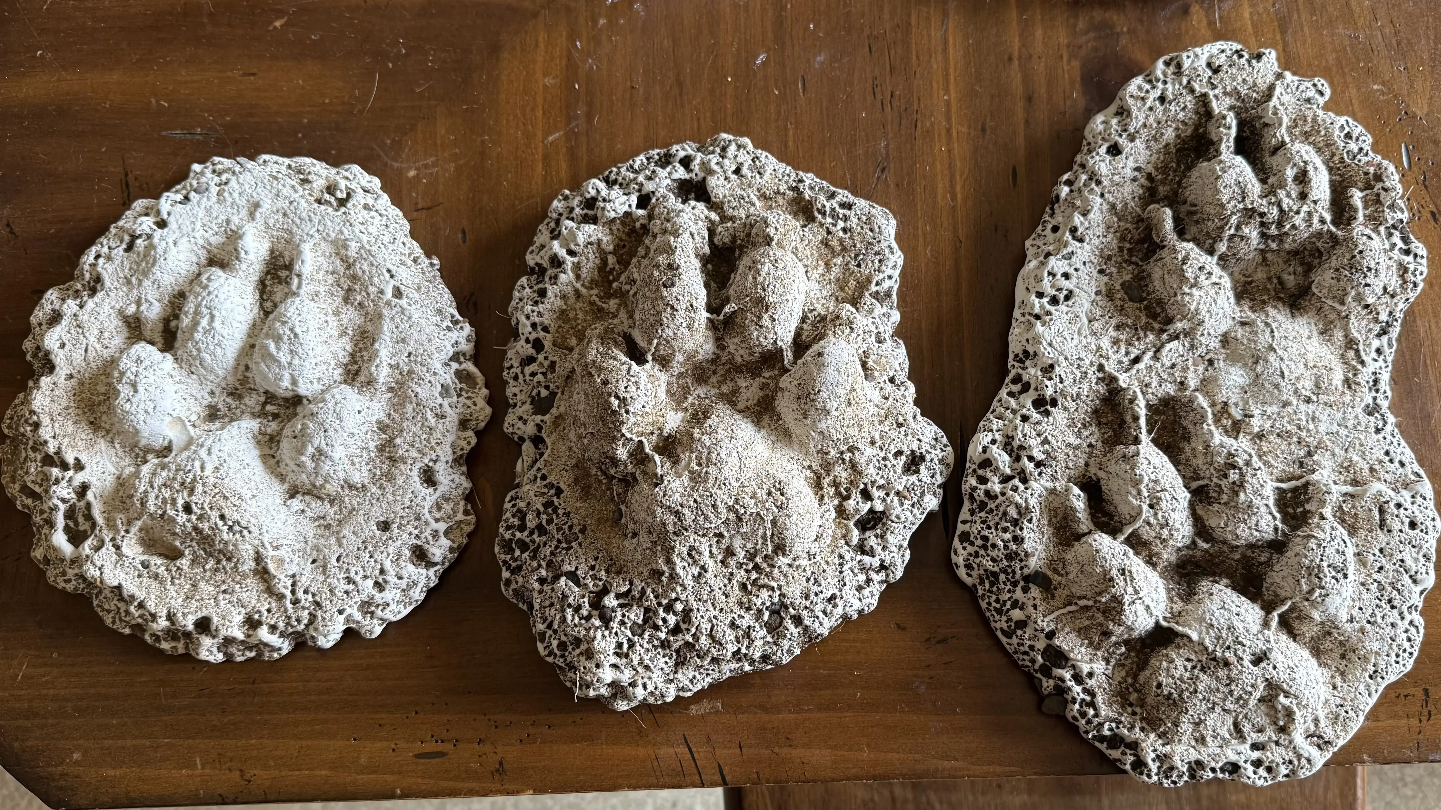 plaster-paw-prints