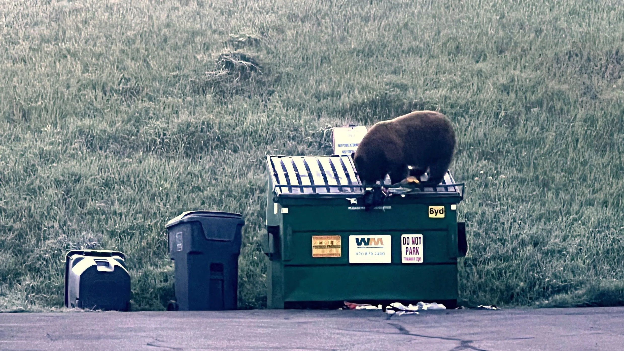 bear-dumpster-file-courtesy