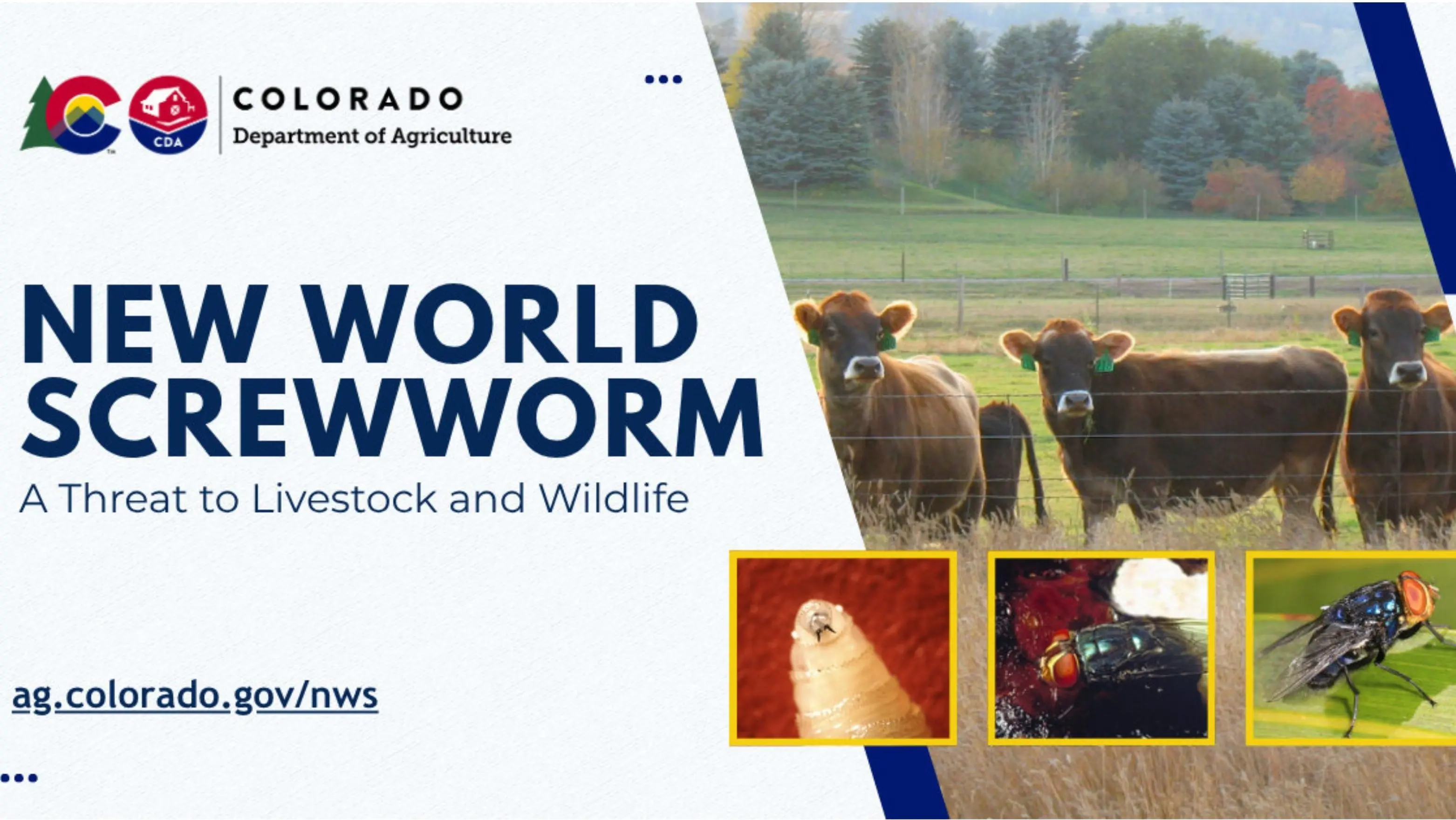 new-world-screwworm-slider