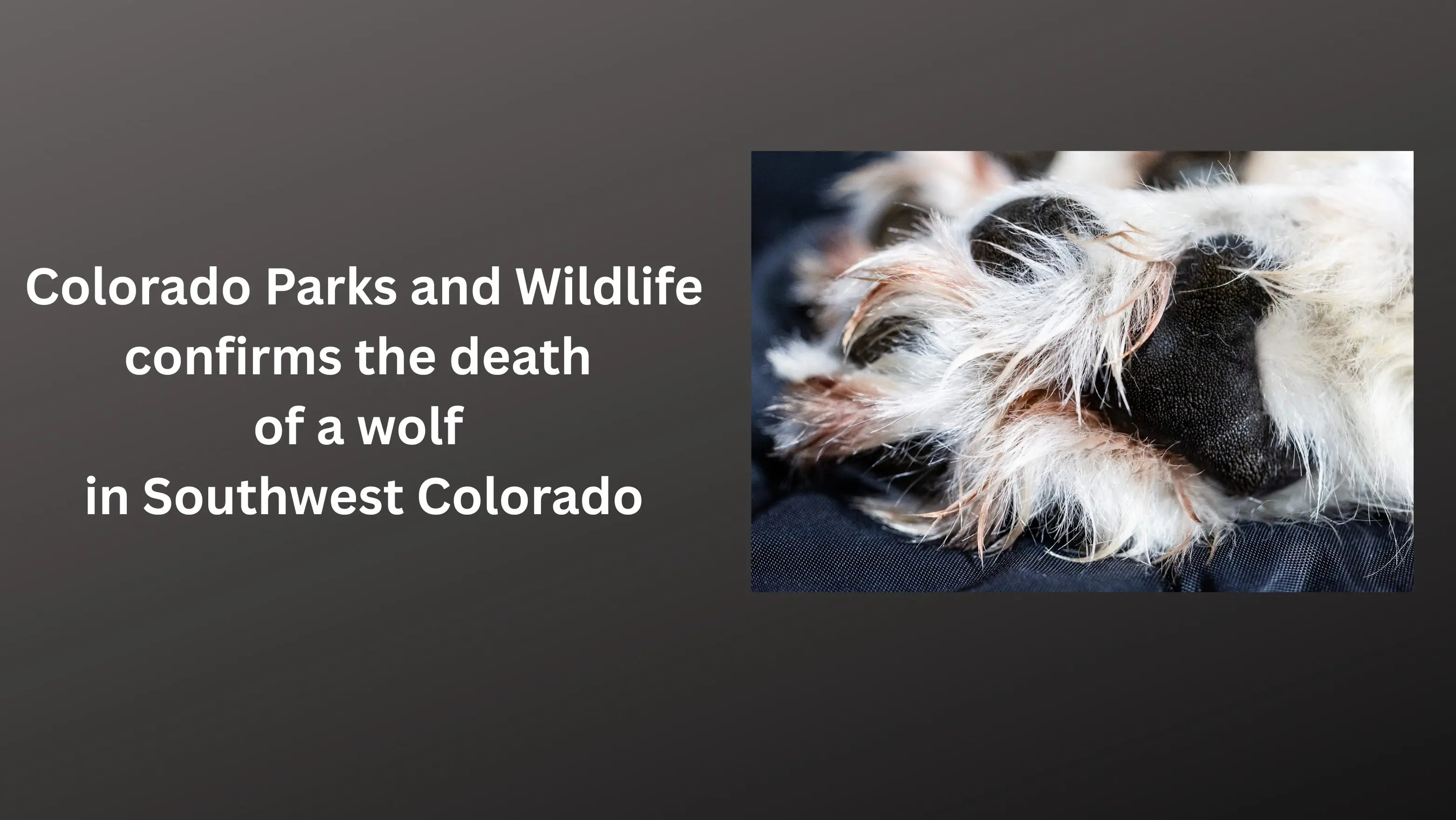 wolf-death-nov-7-2025-1