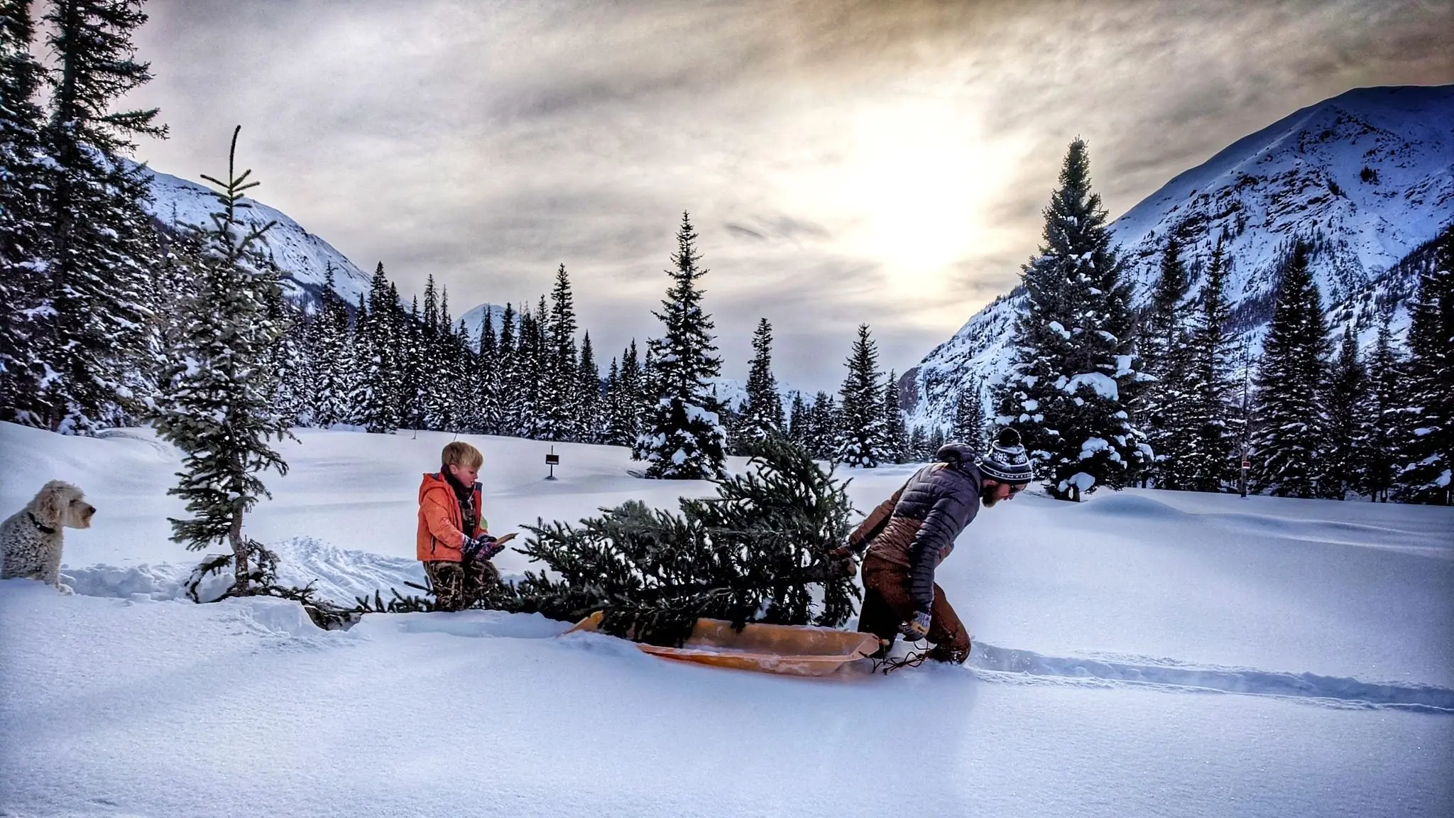 christmas-tree-cutting-permit
