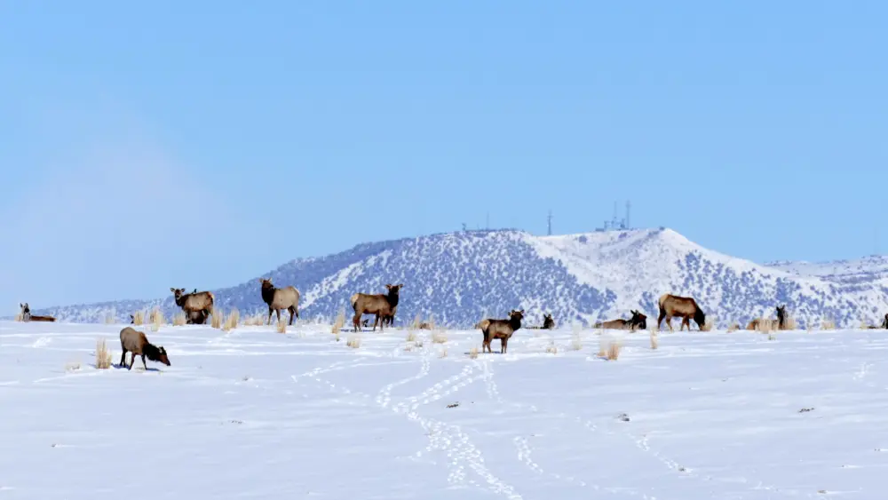 elk-trapper-mine-feb25-2022-050-slider