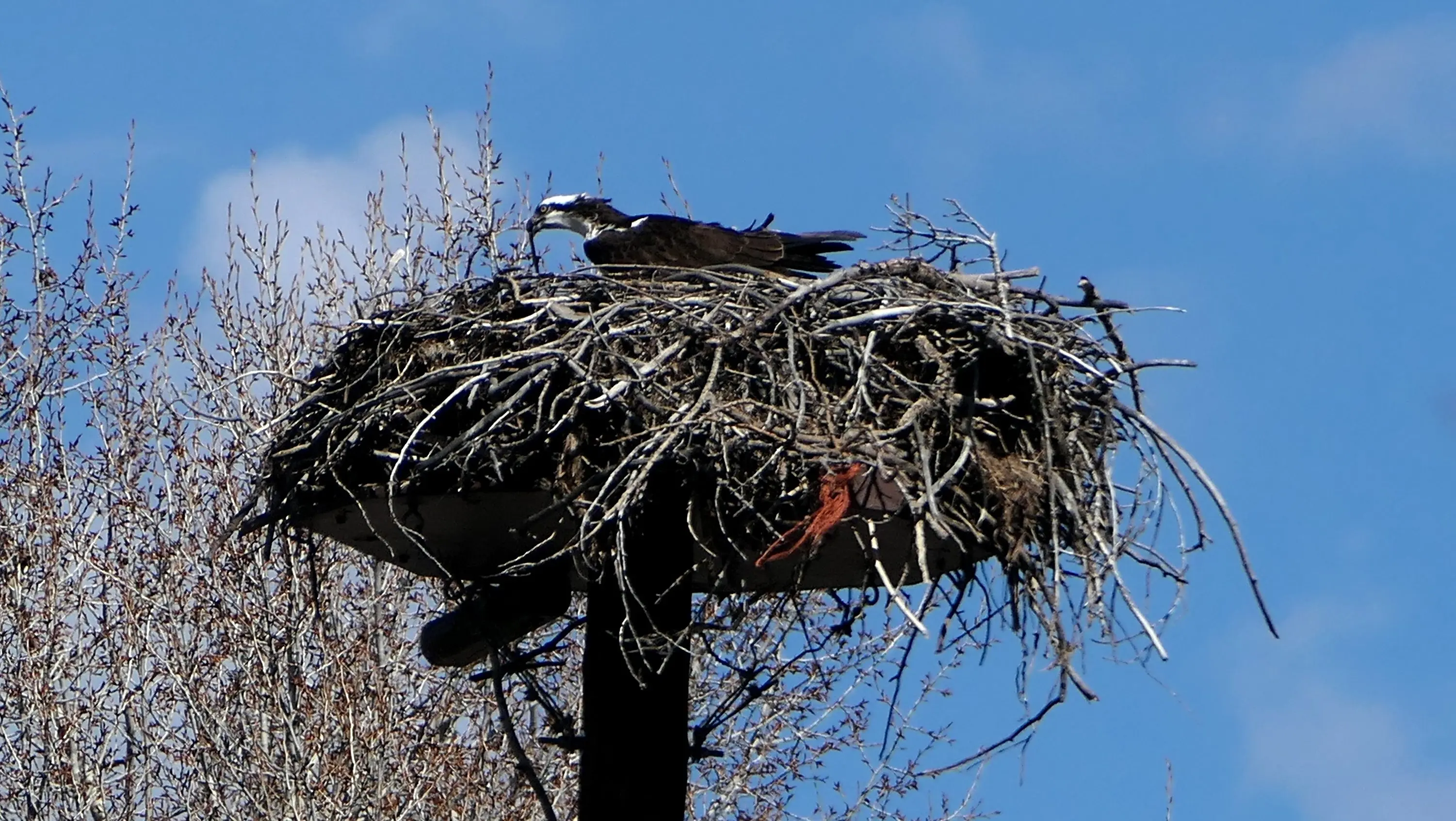 osprey-at-yampa-river-botanic-park-003