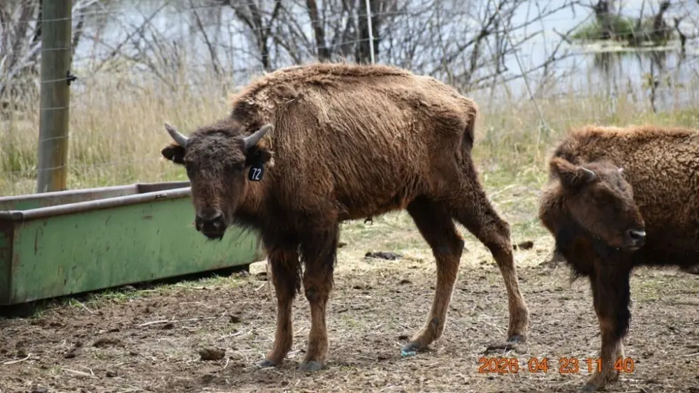 bison-neglect-moffat-county-sheriff2-slider