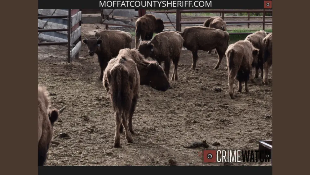 bison-cruelty-moffat-county-slider