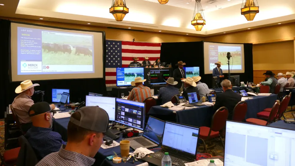 cattle-auction-2026-034