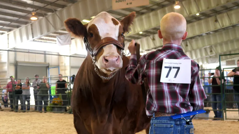 routt-county-fair-2025-beef-show-181