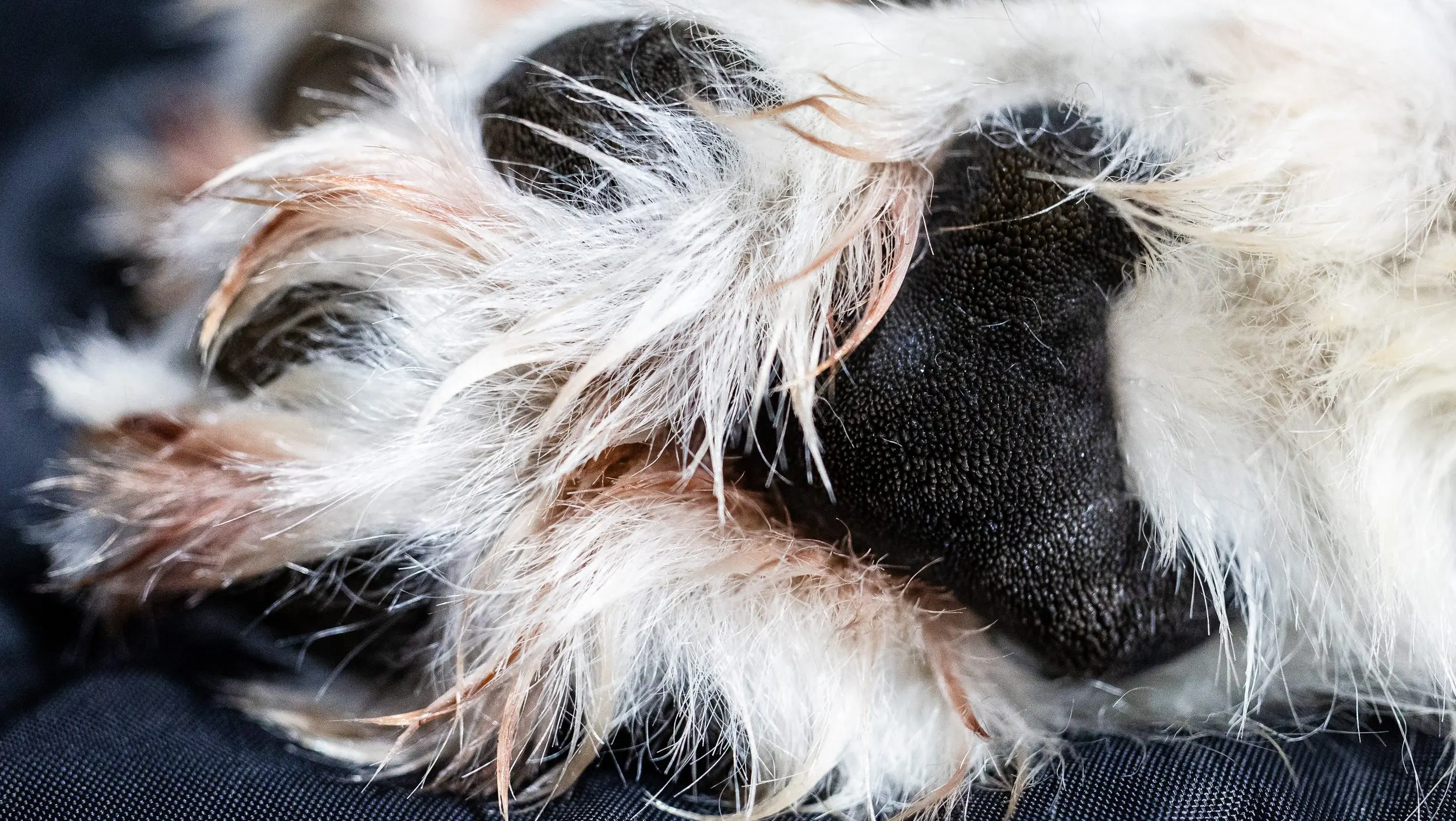 cpw-2025-wolf-restoration-paw-slider