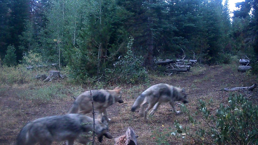 CPW kills another wolf