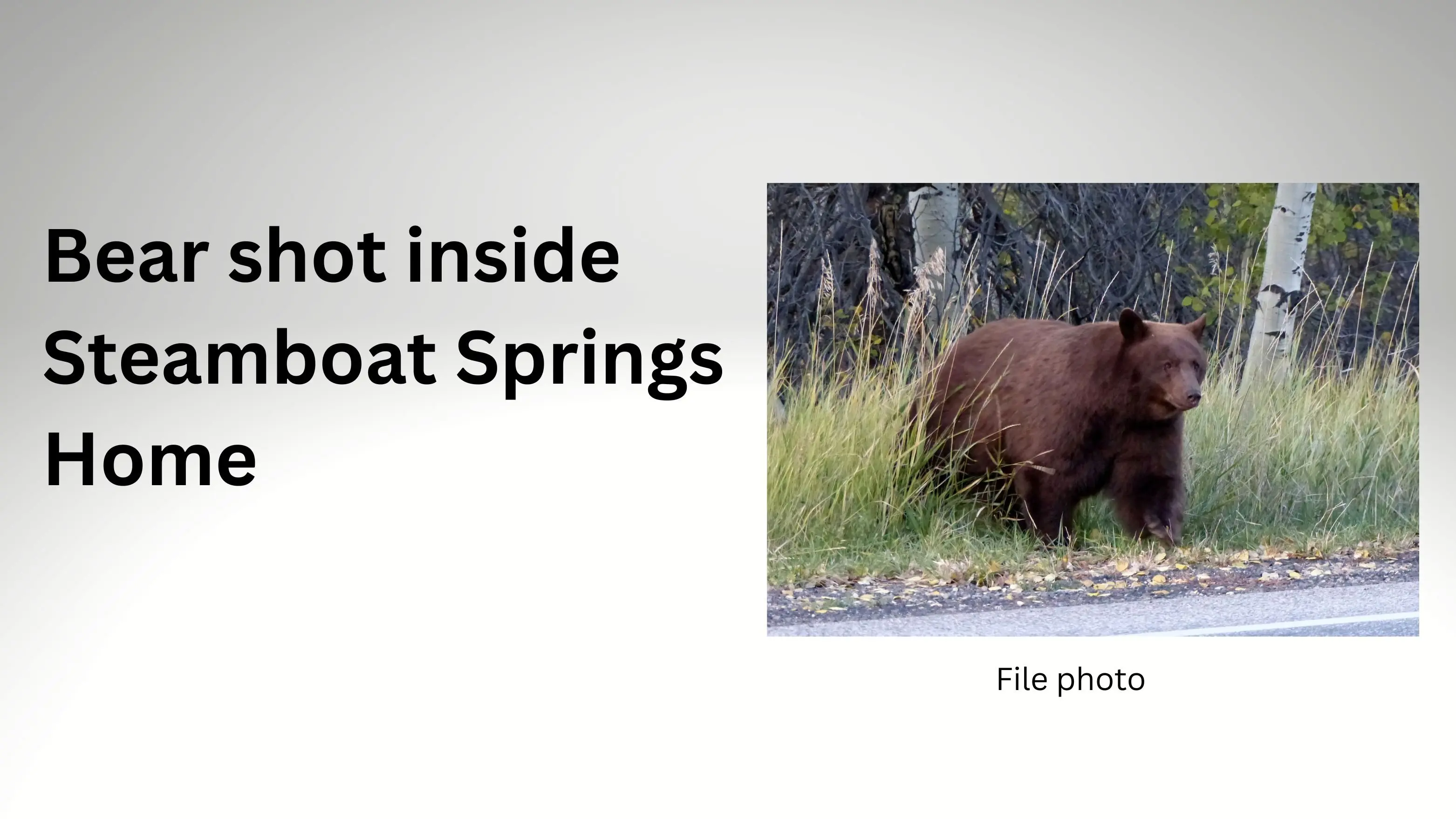 bear-shot-in-home-slider-1