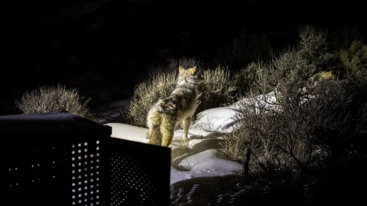 wolves-released-in-2025-cpw-slider
