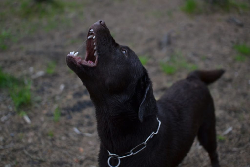 aggressive-dog-barks-dog-shows-teeth-fangs-pet-angry-aggression-anger-rabies-dangerous-breed-1024x683-1