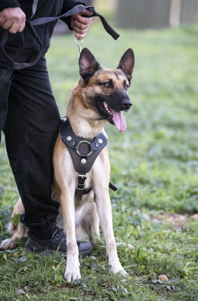 training-of-belgian-shepherd-674x1024-1