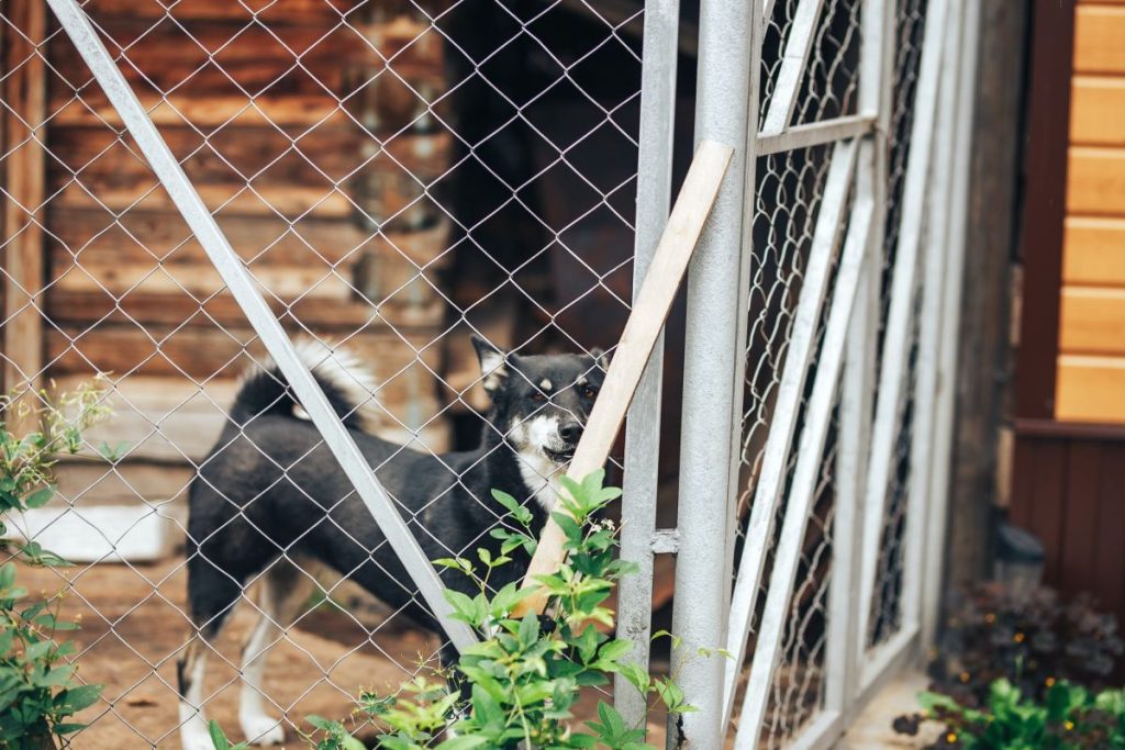 black-dog-mongrel-sad-sitting-in-a-cage-in-a-dog-kennel-aviary-1024x683-1