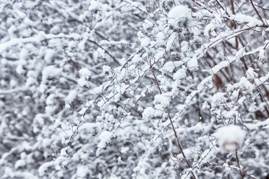 snow-on-the-branches-while-snowing-1024x683-1-2