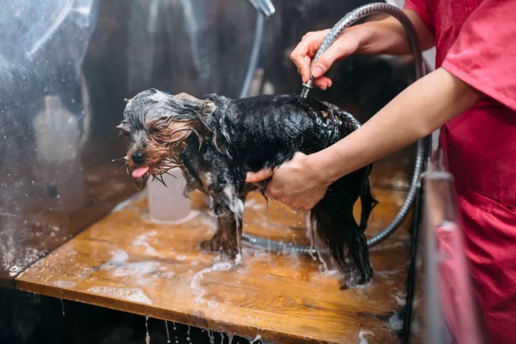 pet-grooming-dog-washing-in-groomer-salon-1024x684339859-1