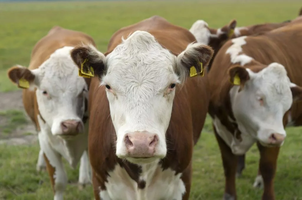 heads-of-cows-1024x680689314-1