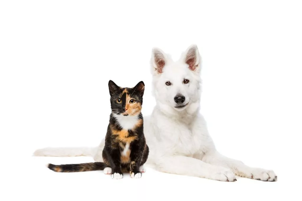 dog-and-cat-1024x683547506-1