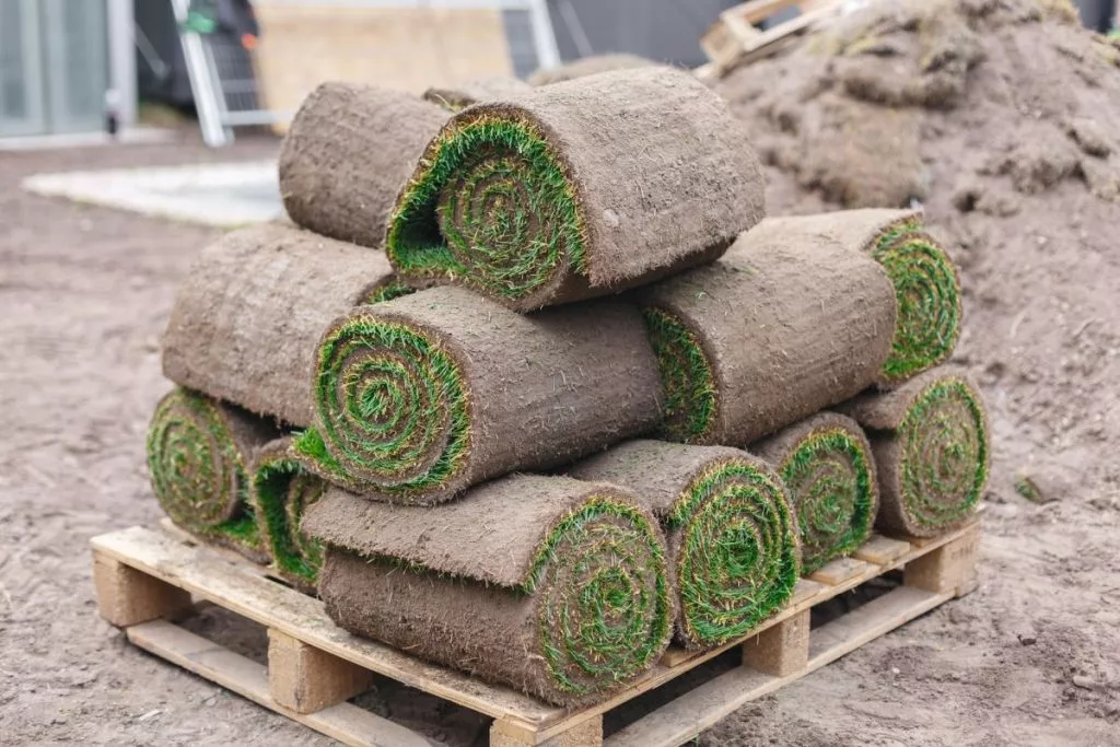 unrolling-sod-for-a-new-lawn-laying-the-lawn-rolls-of-grass-lawn-1024x683454505-1