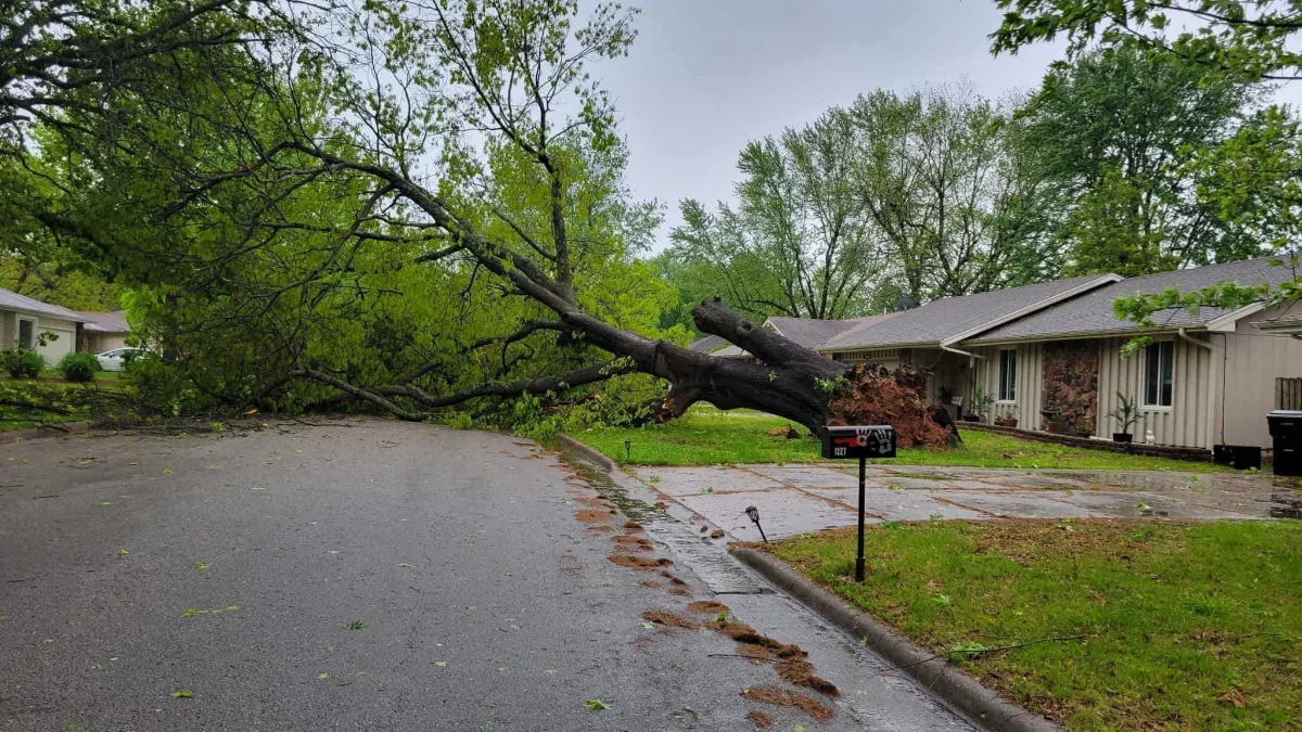 tree-uprooted-4-29-25684643
