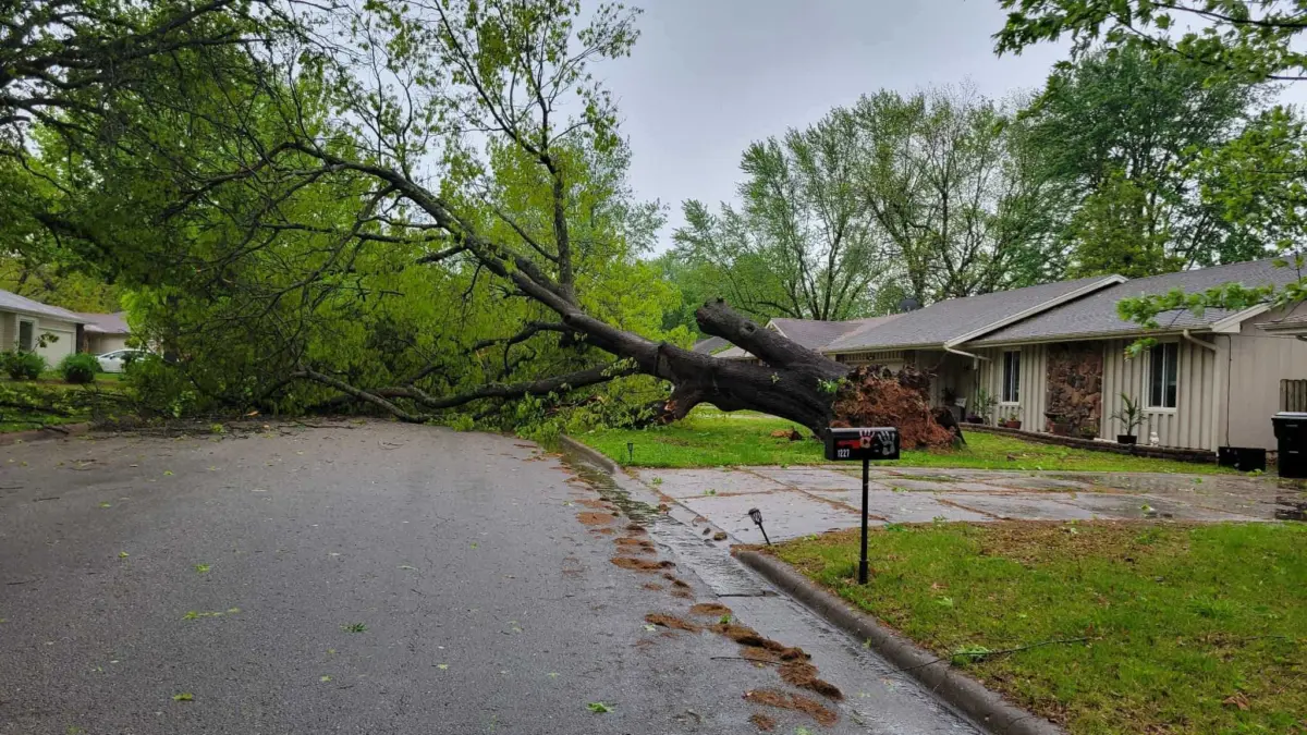 tree-uprooted-4-29-25486979